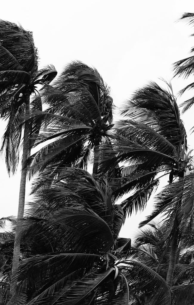 A black and white photograph of palm trees.